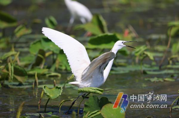 Dongqian-järvellä asuu egrets